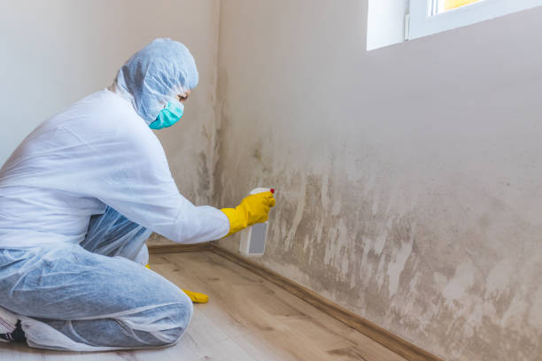 Licensed Mold Testing service in Clinton, MI - WQB Mold Removal